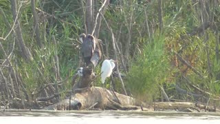 386 Toussaint Wildlife - Oak Harbor Ohio - Great Blue Heron And White Egret