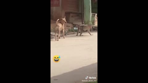 Monkey v|s dog funny fight