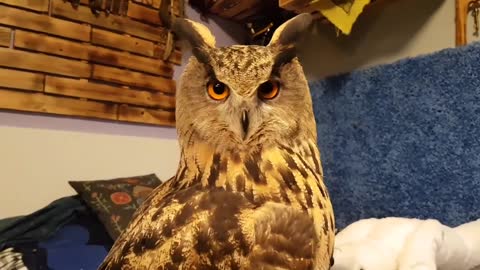 sharing with owl