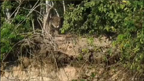 Moments When Big Cats Face the Crocodile | Super funny animal videos and there funny behaviors.