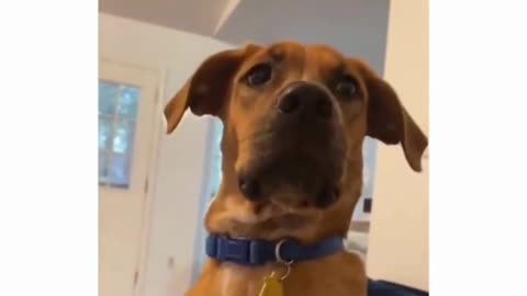 Dog finds out it's adopted!