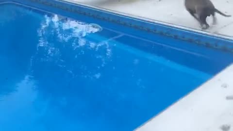 Gray dog jumping into pool when owner tosses toy