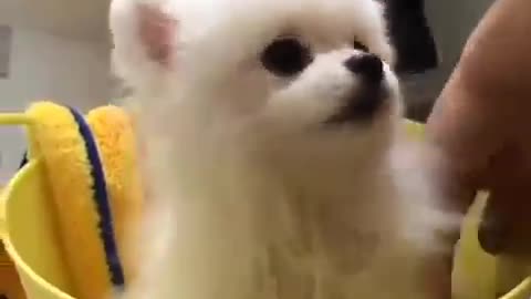 Baby Dogs I Cute and Funny Dog Videos