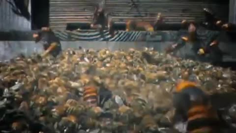 30 Japanese Giant Hornets Kill 30,000 Honey Bees