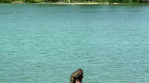 monkey enjoying in swimming pools