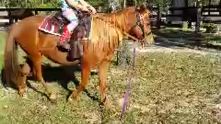 5yr old cowgirl rides new pony