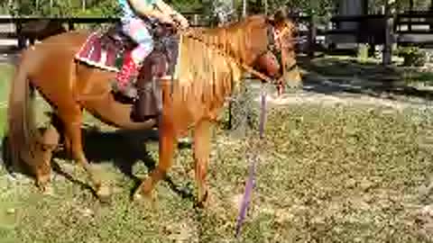 5yr old cowgirl rides new pony