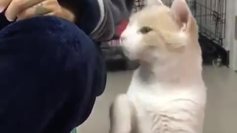 cats wants his owner close to him