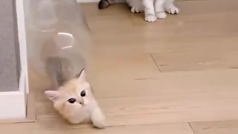 Just kittens having a silly little ti...