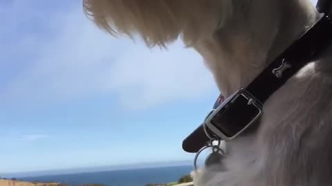 White terrier dog sticks head out window on ocean highway