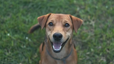 Dog happy in the park.