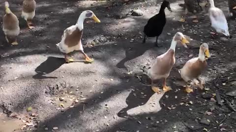 Quacking Around