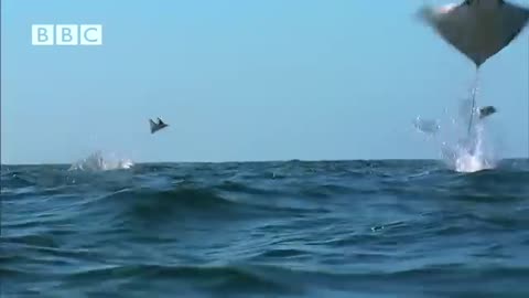 Amazing Flying Sting Rays caught on Camera