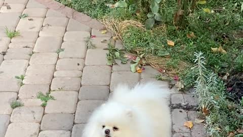 Adorable White Dog Barking