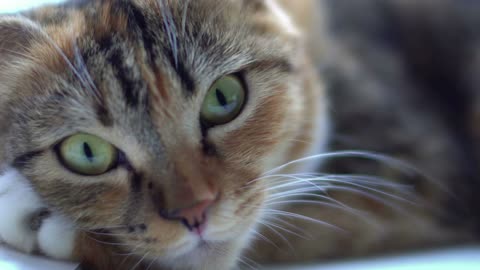 beautiful face of a cat looking at the camera