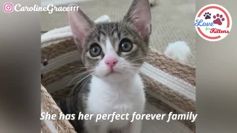 Precious Tiny Kitten With Big Feet Will Melt Your Heart