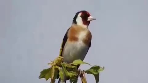 goldfinch beautiful