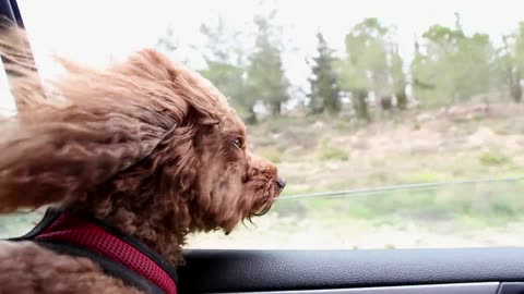 Dog in car