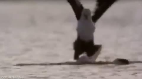 The Most Amazing Eagle Attacks Ever Caught on Camera