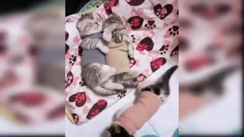 Cat play with kitten