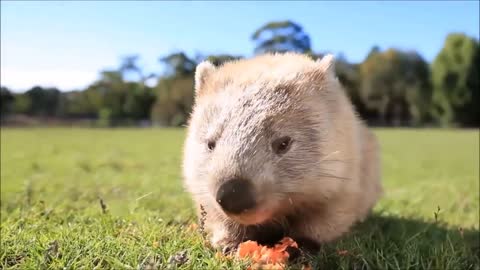 Furry Wombats Rolling Over - FUNNIEST Compilation