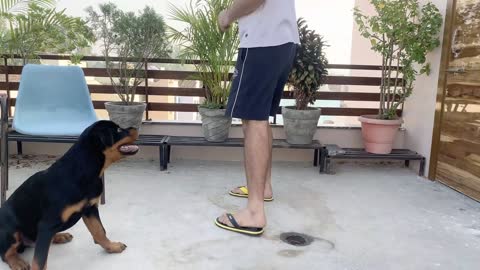 HOW TO TRAIN YOUR DOG TO SPEAK BARKING COMMAND ROTTWEILER DOG TRAINING