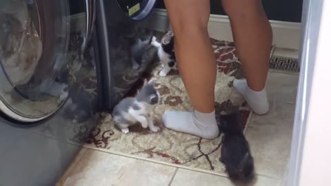 Purrincess Kitten Rescue Play time with the Fab Five