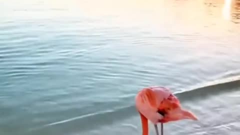 Beautiful Bird's Very Interesting Moment Thank you