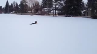 Dog enjoys playtime in deep snow