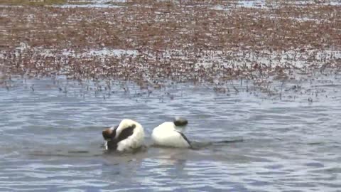 Funny grebe birds making funy dance (Cute Video)