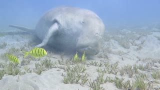 Dugong Sleeps on the Sea Bed