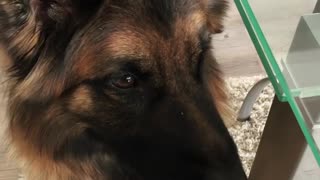 Amazing And Polite Dog Loves To Eat With A Fork