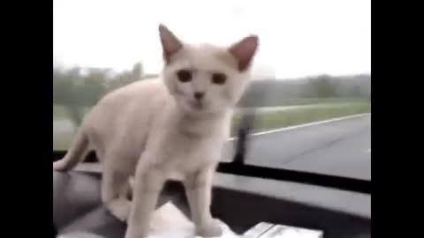 Funny Cats - New Funny Cats Video - Funny Animals - Funny Videos 2015
