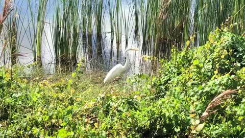 Great Egret