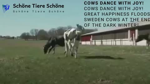 Cows dance with joy!
