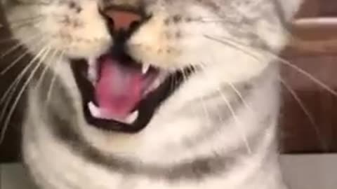 Very funny video cats