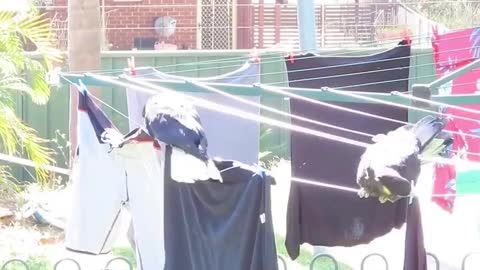 Naughty birds remove shirts hanging on a clothesline