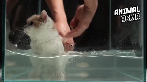 Bathing with fish is endless fun [Cat Mukbang ASMR]