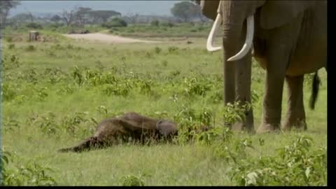 Elephant react to calf killed by lion