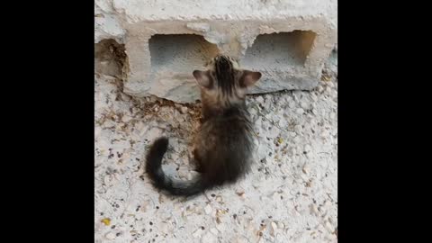 Wild Funny Animals Hanging on the two Little Cat Outdoors in Footage of Macaques