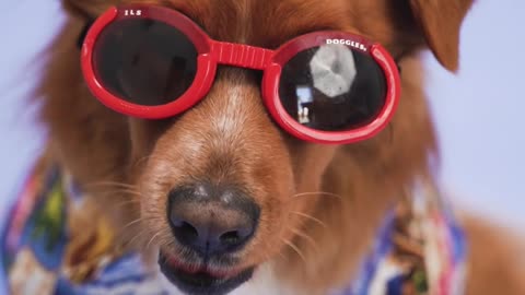 funny dog videos 2022 try not to laugh