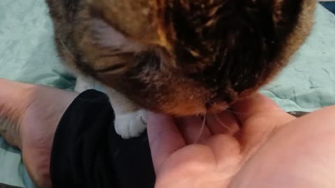 Cat Enjoying Tasty Treats!