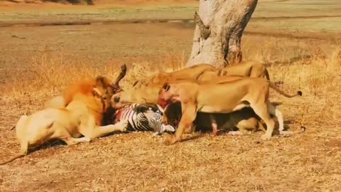 Ataques de leões na savana