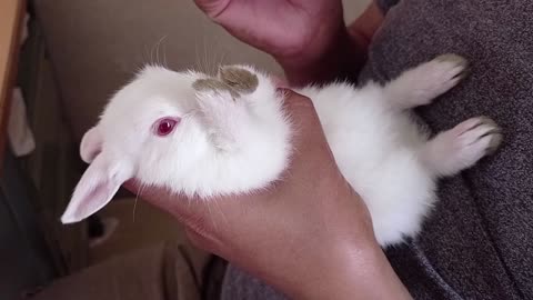 how to drinking milk cute baby rabbit.