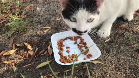 This cat eats food on the white plate