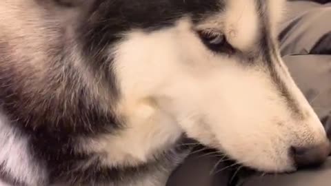 Husky being criticized by owner