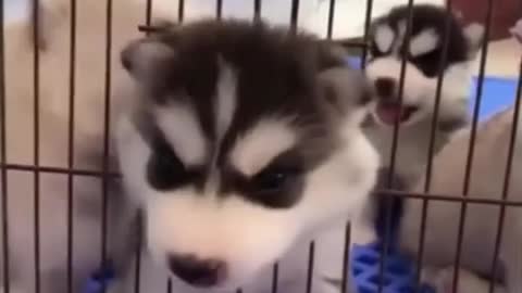 cute puppies