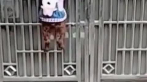 funny and clever dogs opening a door : Amazing and Amusing