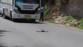 Mongoose hunts Cobra on the road.