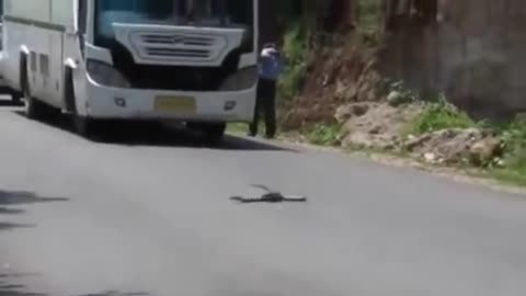 Mongoose hunts Cobra on the road.